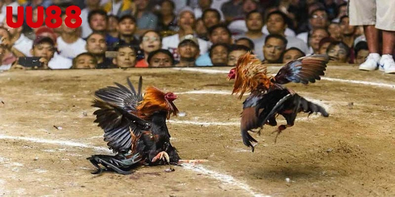 Chơi đá gà bịp