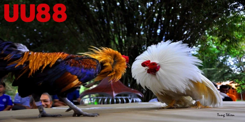 Đá gà UU88 và khái niệm cơ bản nhất